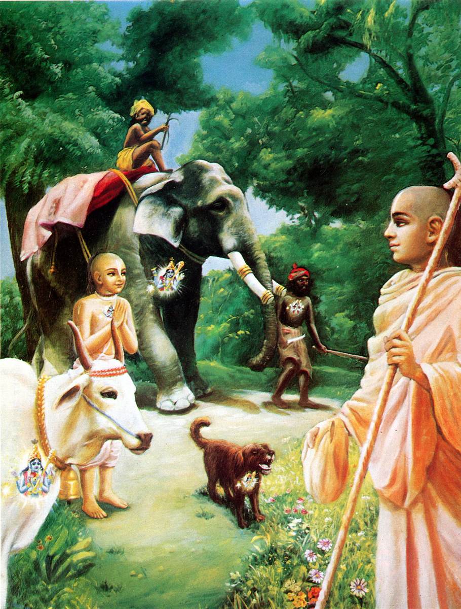 Смиренные мудрецы, одинаково смотрят на брахмана, корову, слона, собаку и собакоеда
