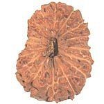 rudraksha-18