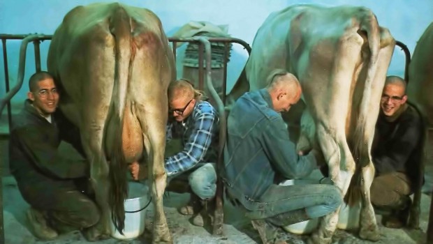 Devotees-at-New-Vrindavan-Milking-Cows-620x350
