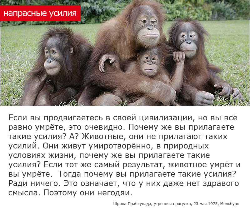 &hellip;у них даже нет мозгов подумать об этом.