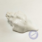 Раковина для дудения малая,12 см